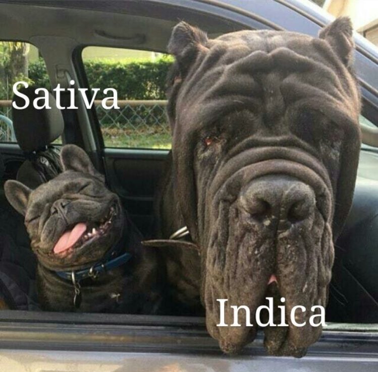 sativa-v-indica-dogs.jpg